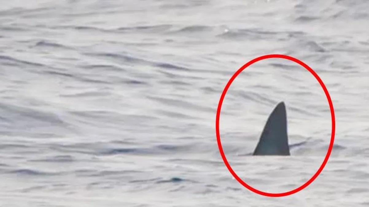 Dünyanın en korkunç köpekbalığı Akdeniz’e giriş yaptı! Adamı saniyeler içinde toz haline getiriyor