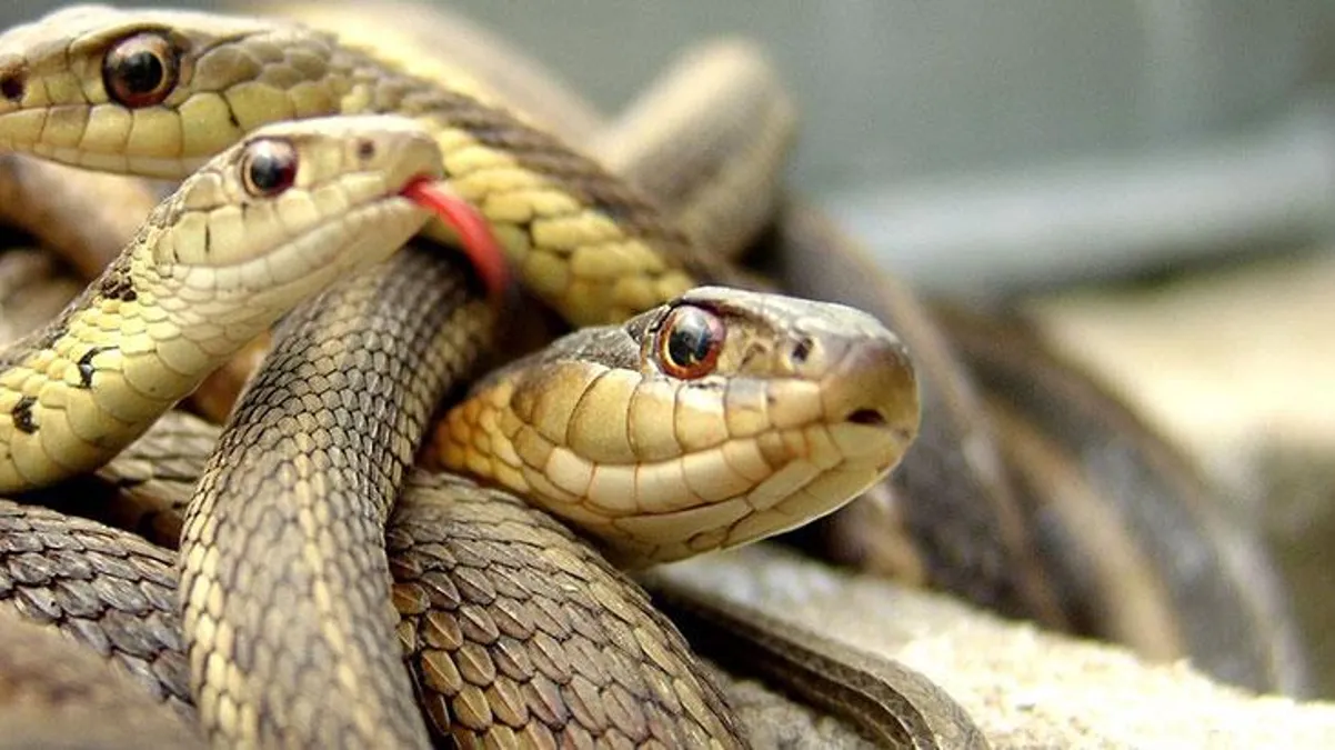 Evdeki yılan ihbarına giden yılan uzmanı, çıktığında tüm dünyaya uyarıda bulundu