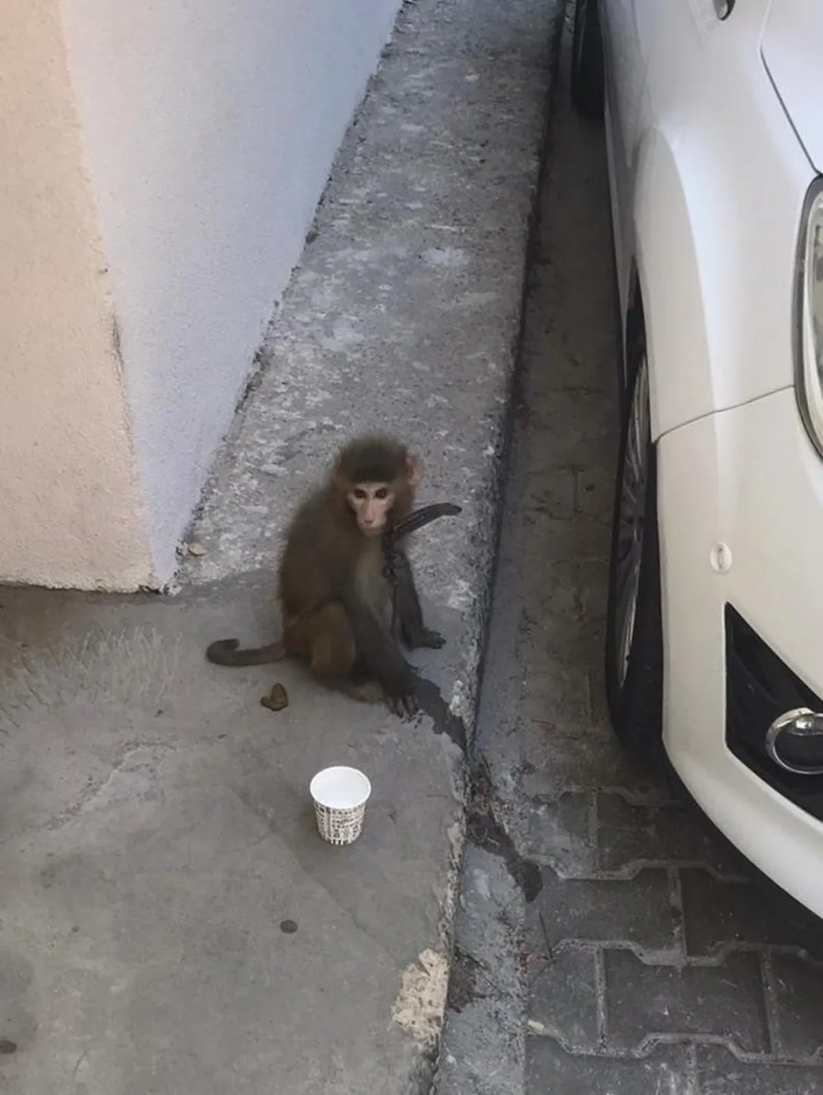 İzmir’de sokakta bulunan maymun koruma altına alındı
