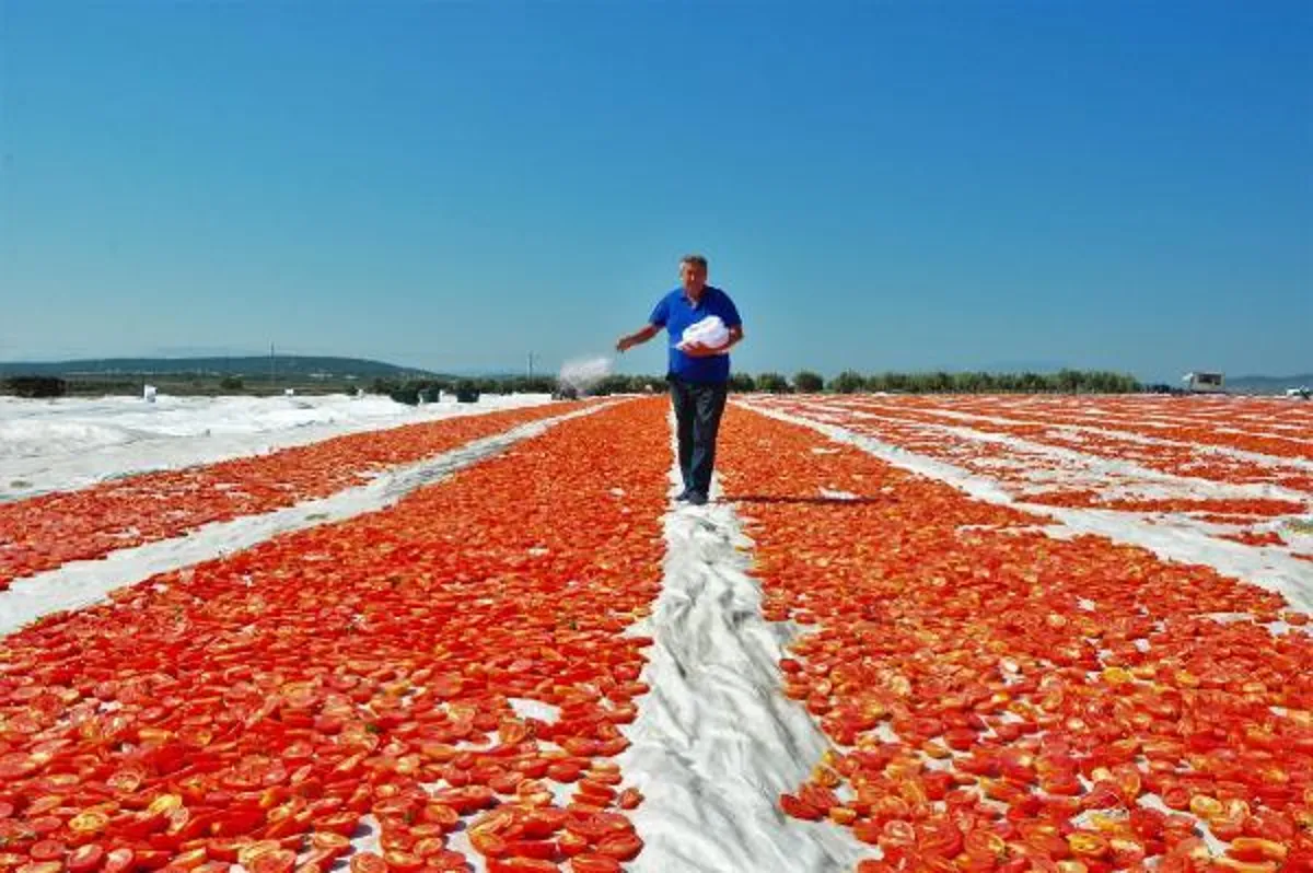 Manisa gündem haberi | ABD ve Avrupa’nın kuru domatesi, Manisa’dan