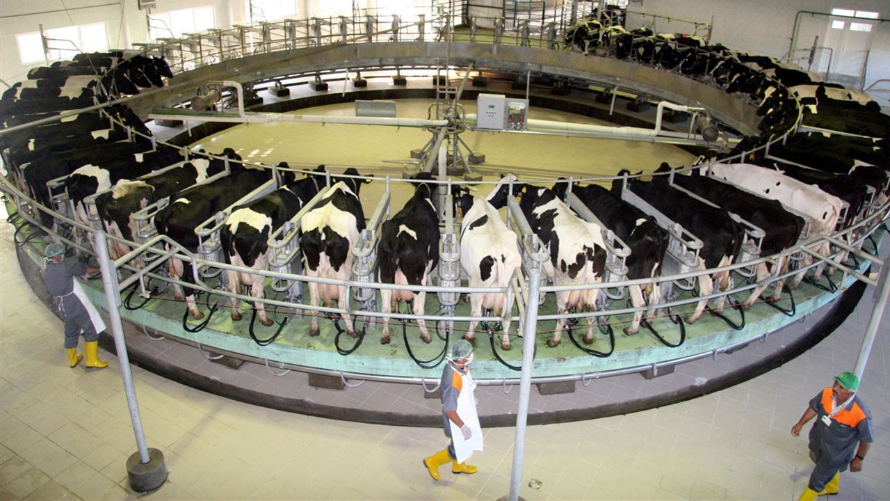 Bakanlık süt üreticileriyle bir araya geliyor