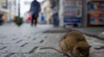 New York 170 bin dolar maaşla fare avcısı arıyor