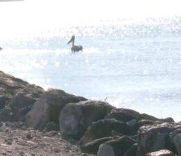 İzmir Körfezi hayata döndü