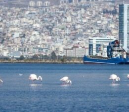 Flamingolar ve pelikanlar İzmir Körfezi’ne geri döndü