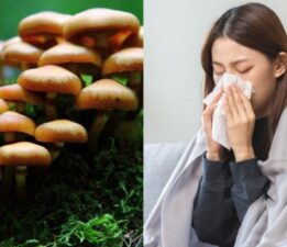 Gribe karşı kalkan olabilir: Bağışıklık üzerindeki etkisi kanıtlandı