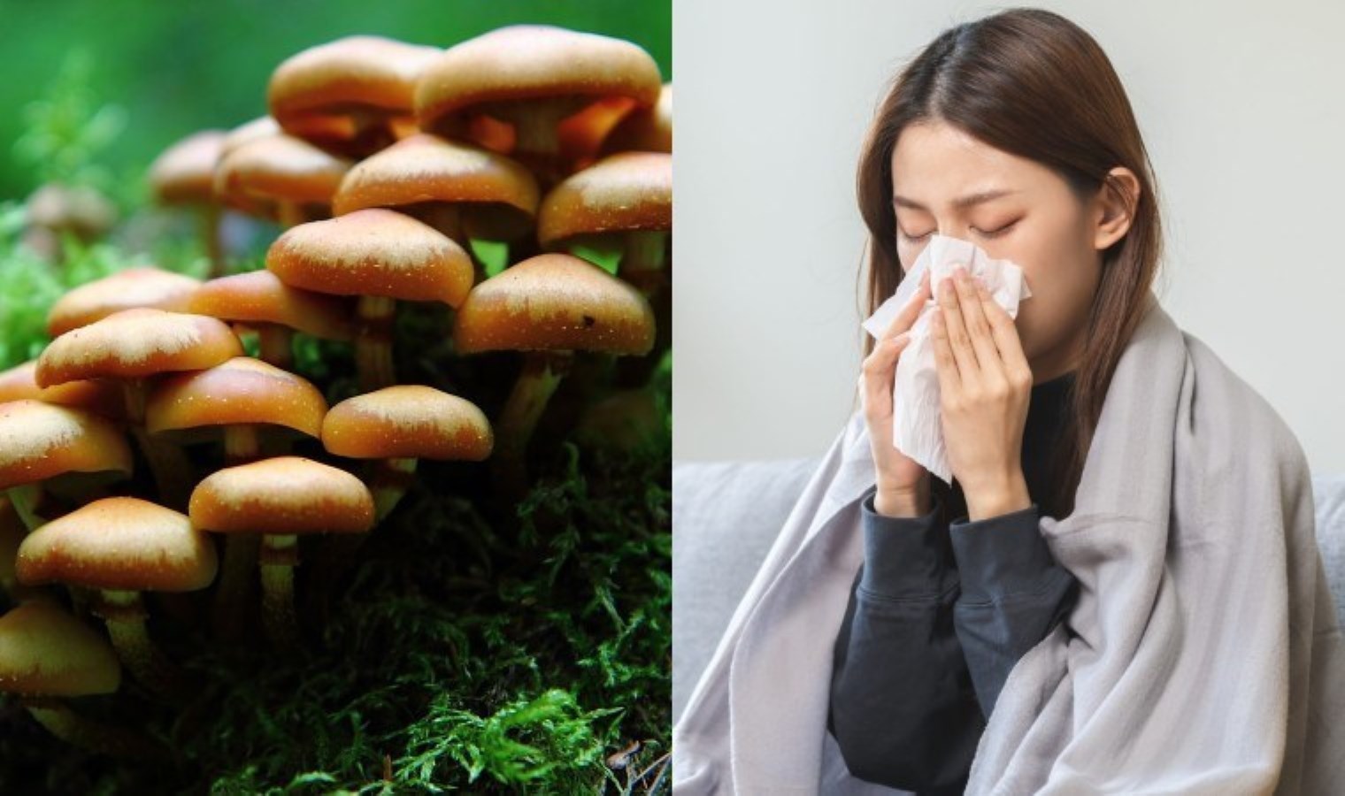 Gribe karşı kalkan olabilir: Bağışıklık üzerindeki etkisi kanıtlandı