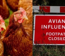 Kuzey İrlanda’da kuş gribi alarmı: 64 bin kuş itlaf ediliyor