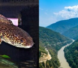 Nesli tükendi sanılan bir balık türü, bir asır sonra yeniden görüldü