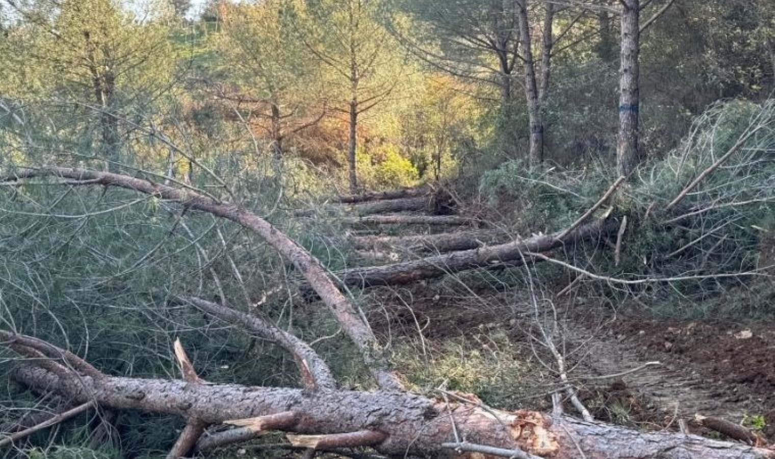 Tire-Belevi yolu için ağaç kıyımı başladı