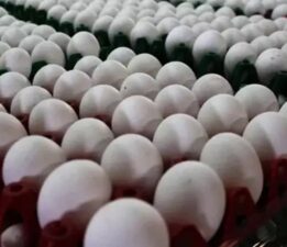 Üreticiler açıkladı: Yumurta fiyatlarına zam mı geliyor?