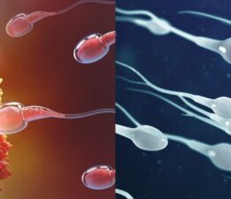 Araştırma: Sperm kalitesi yüksek olan erkekler daha uzun yaşıyor