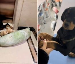 Yaşamını yitiren köpeği için servet harcadı: Klonlama yöntemiyle ‘yeniden’ doğdu