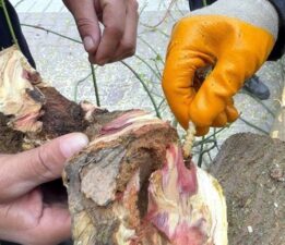 Bakanlık ‘kırmızı bülten’ yayımladı: İstanbul’da tedirgin eden böcek alarmı!