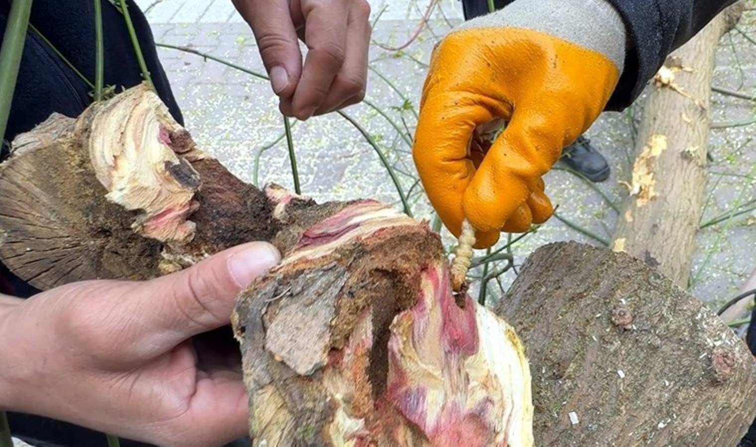 Bakanlık ‘kırmızı bülten’ yayımladı: İstanbul’da tedirgin eden böcek alarmı!