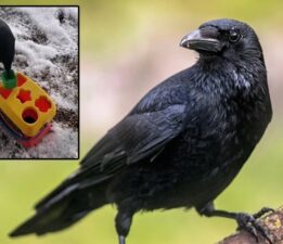 Geometri sadece insanlara özgü değil: Kargalar şekil seçebiliyor