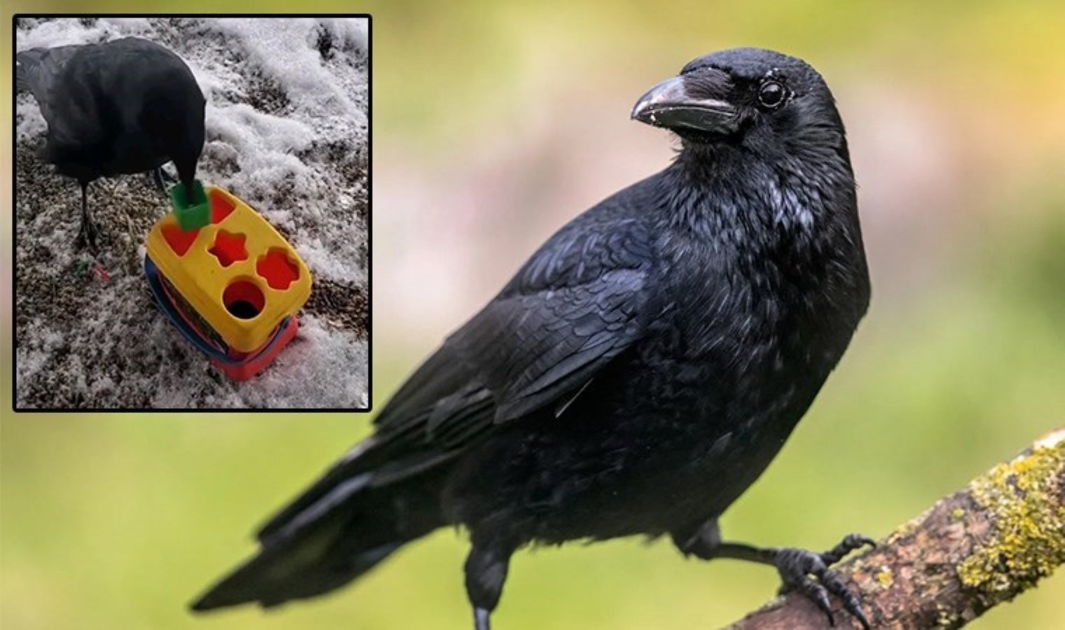 Geometri sadece insanlara özgü değil: Kargalar şekil seçebiliyor