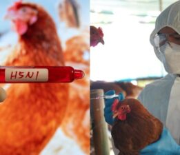 ABD’de kuş gribi kontrolden çıktı: Pandemi kapıda mı?