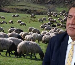 Türkiye hayvancılıkta kan kaybetmeye devam ediyor: ‘Yerli üretimi bitirdiler’